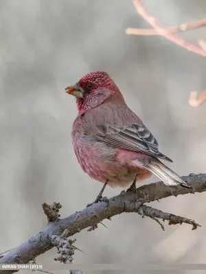 File:Great Rosefinch (Carpodacus rubicilla) - 48828455061.jpg