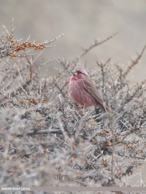 File:Red-Mantled Rosefinch (Carpodacus rhodochlamys).jpg