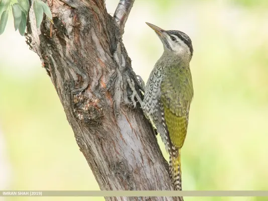 File:Scaly-bellied Woodpecker (Picus squamatus).jpg
