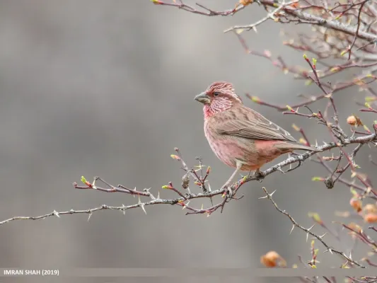 File:Red-Mantled Rosefinch (Carpodacus rhodochlamys) - 48759586683.jpg