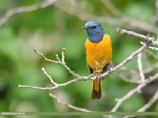 File:Blue-fronted Redstart (Phoenicurus frontalis) - 48739623372.jpg