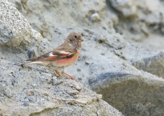 File:Mongolian Finch (Bucanetes mongolicus) - 48739617622.jpg
