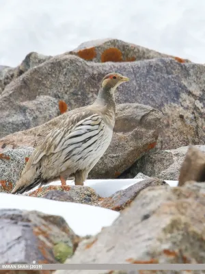 File:Tibetan Snowcock (Tetraogallus tibetanus) - 48728480743.jpg