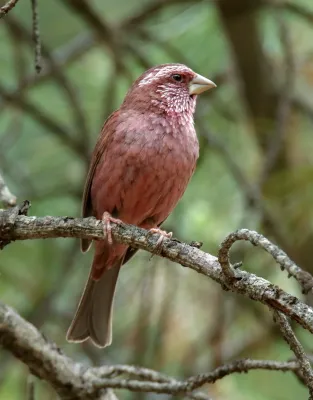 File:Red-Mantled Rosefinch (Carpodacus rhodochlamys) - 48728754406.jpg