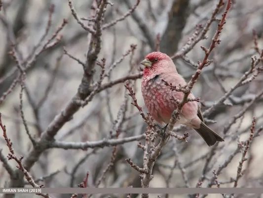 File:Great Rosefinch (Carpodacus rubicilla) - 48728951212.jpg