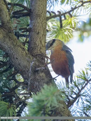 File:Kashmir Nuthatch (Sitta cashmirensis).jpg