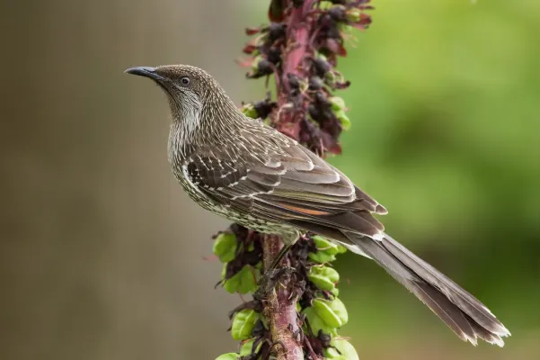 File:Anthochaera chrysoptera 4.jpg