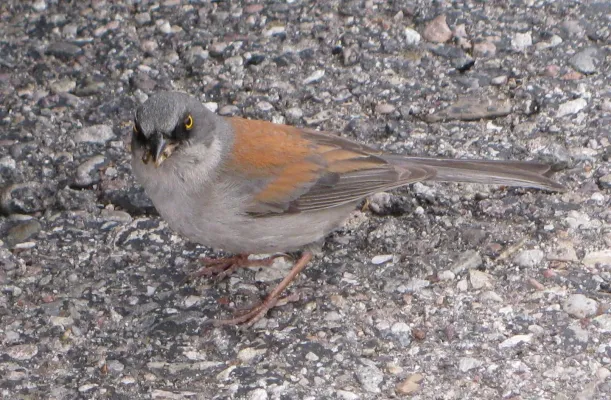 File:Junco phaeonotus MtLemmon.jpg