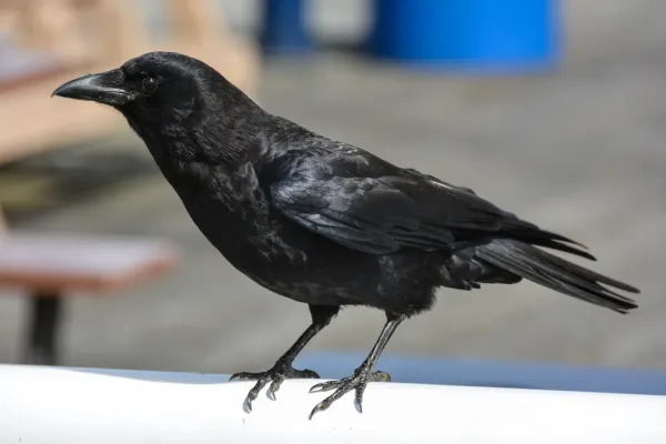 File:2014-04-29 01 Northwestern crow (Corvus brachyrhynchos caurinus).jpg