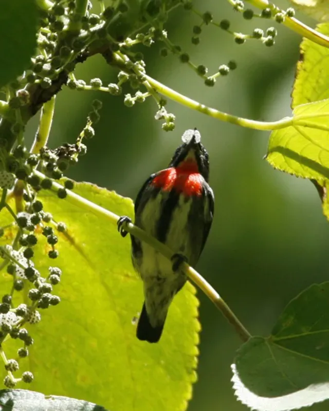 File:Dicaeum celebicum 1.jpg