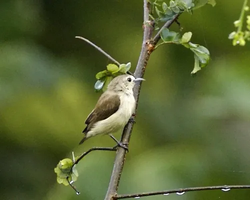 File:Dicaeum concolor 1.jpg