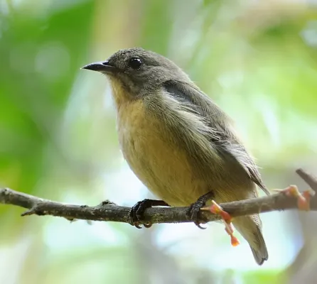 File:Dicaeum minullum, Hong Kong 3.jpg