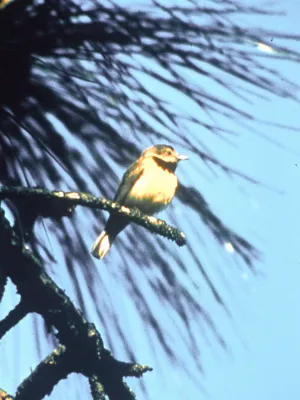 File:Vermivora bachmanii.jpg