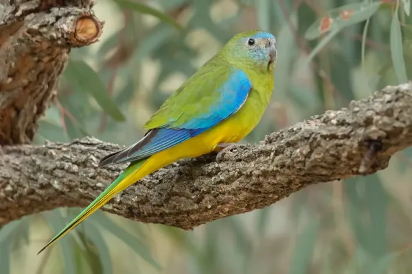File:Neophema pulchella female - Glen Davis.jpg