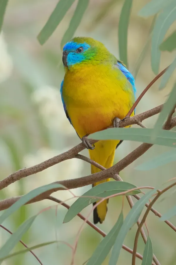 File:Neophema pulchella male - Glen Davis.jpg