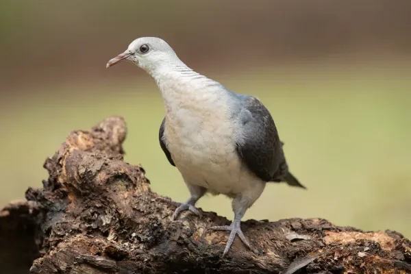 File:Columba leucomela female 1 - Brunkerville.jpg