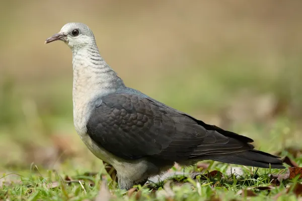 File:Columba leucomela female 2- Brunkerville.jpg