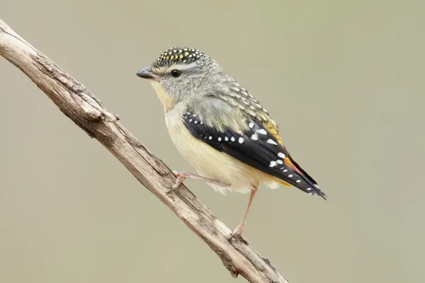 File:Pardalotus punctatus - Glen Davis.jpg