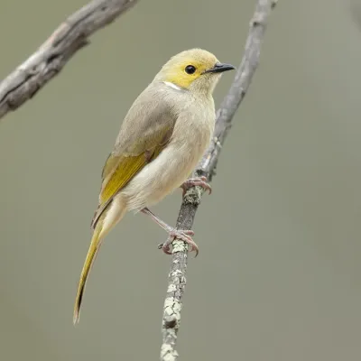 File:Ptilotula penicillata - Glen Davis.jpg