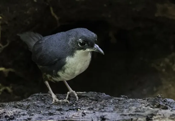 File:Eleoscytalopus psychopompus.jpg