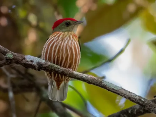File:Machaeropterus striolatus - Western Striped Manakin (male); Serra do Divisor National Park, Acre, Brazil.jpg