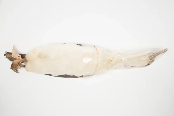 File:Leucocarbo nivalis (AM LB11857-1).jpg