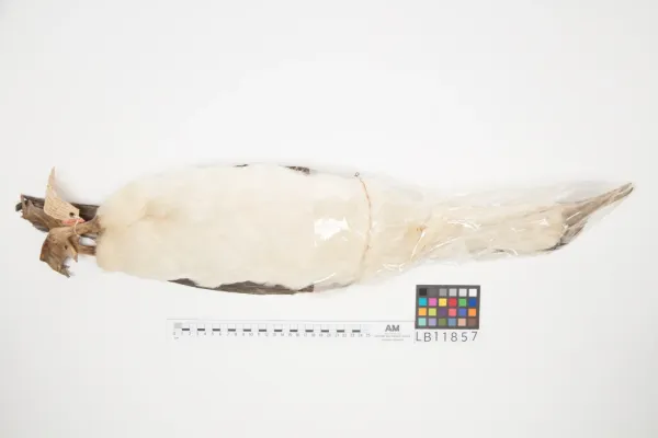 File:Leucocarbo nivalis (AM LB11857-5).jpg