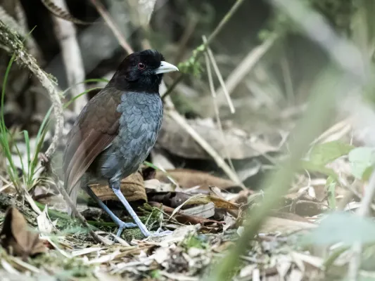 File:Grallaria carrikeri - Pale-billed Antpitta.jpg