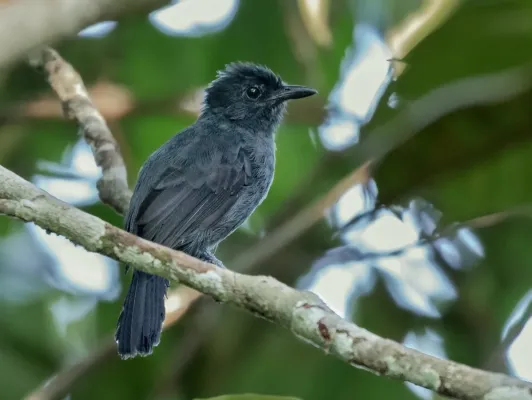File:Thamnophilus divisorius - Acre Antshrike (male), Serra do Divisor National Park, Acre, Brazil.jpg