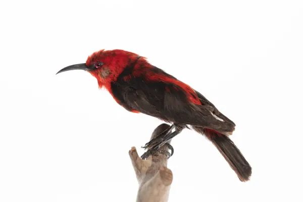 File:Myzomela cardinalis (AM LB9127-4).jpg