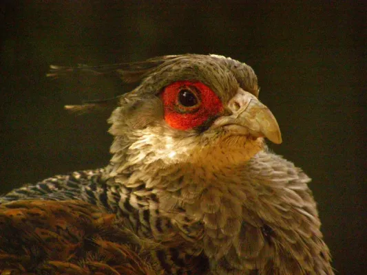 File:Antwerp Zoo - Catreus wallichii (1370825559).jpg