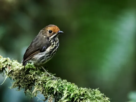 File:Grallaricula ochraceifrons - Ochre-fronted Antpitta.jpg