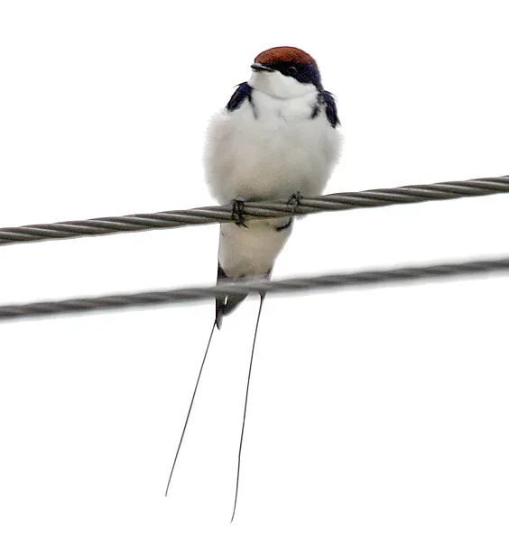 File:Wire-tailed Swallow (Hirundo smithii) W IMG 0540.jpg