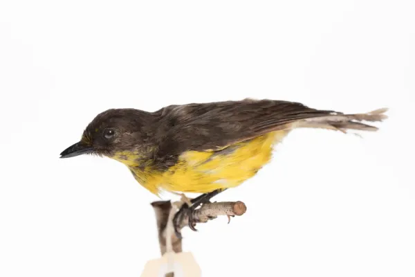 File:Pachycephala flavifrons (AM LB8346-3).jpg