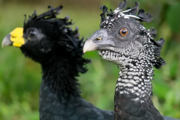 File:Great Curassow - Crax rubra (32826814824).jpg