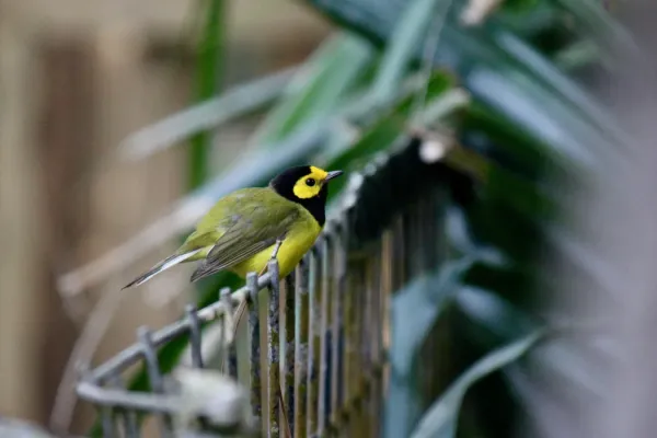 File:Hooded Warbler - Setophaga citrina (33513341392).jpg