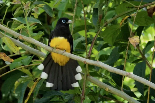File:Black-headed Trogon - Trogon melanocephalus (33285812530).jpg