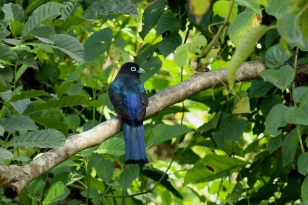 File:Black-headed Trogon - Trogon melanocephalus (33285809090).jpg