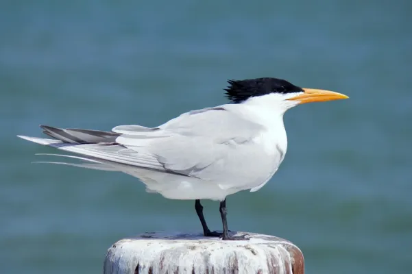 File:Royal Tern - Thalasseus maximus (33285813120).jpg