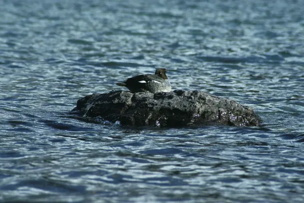 File:Bucephala islandica on rock.jpg