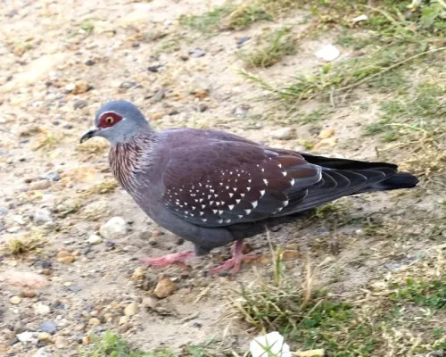 File:Columba guinea 2.jpg