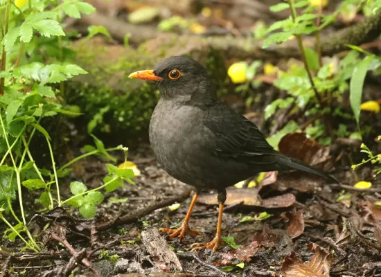 File:Turdus simillimus-Indian blackbird.jpg