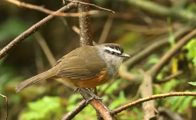 File:Montecincla fairbanki-Kerala laughingthrush.jpg