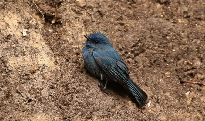 File:Eumyias albicaudatus-Nilgiri flycatcher.jpg