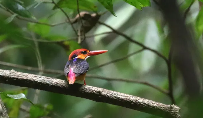 File:Ceyx erithaca-Oriental dwarf kingfisher.jpg