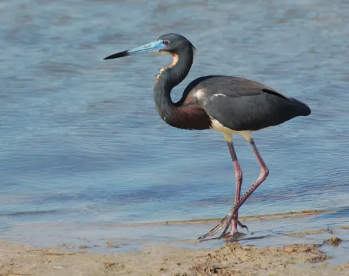 File:Egretta tricolor, Marco Island, Florida.jpg