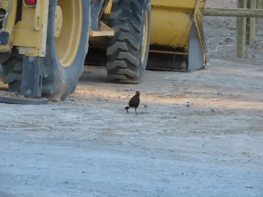 File:African pied starling Lamprotornis bicolor IMG 7578c.jpg