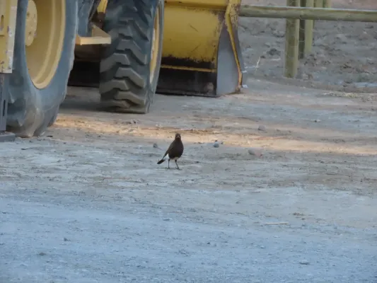 File:African pied starling Lamprotornis bicolor IMG 7586c.jpg