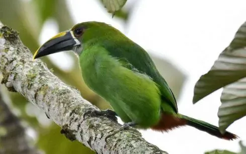File:Aulacorhynchus albivitta lautus.jpg