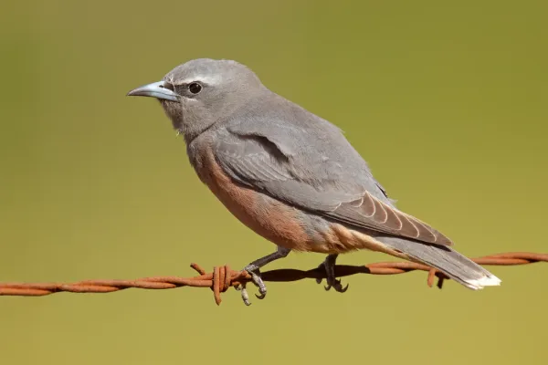 File:Artamus superciliosus female - Bushells Lagoon.jpg